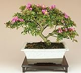 いよじ園 [] 姫サルスベリ/百日紅（小品盆栽） 【花物盆栽】