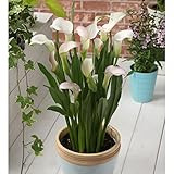 たくさん花が咲くカラー：クリスタルブラッシュ1球入り[カリオフォルニアカラー] ノーブランド品