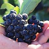 国華園　果樹苗　アロニア　バイキング　3株【※発送が国華園からの場合のみ正規品です】