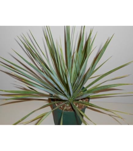 Amazon｜幹立 ロストラータ ユッカ 7号 観葉植物｜観葉植物