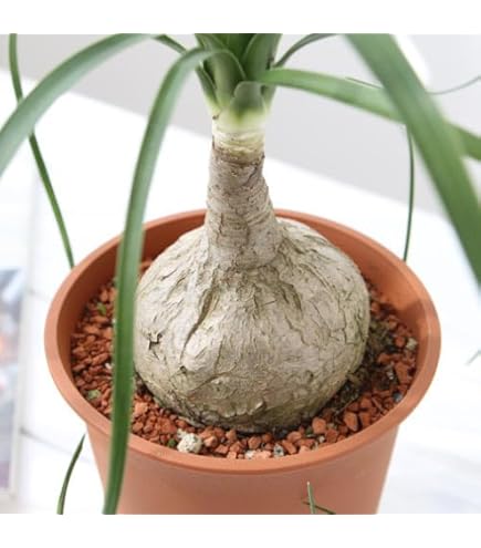 Amazon｜塊根植物 トックリラン ポニーテール ノリナ 抜き苗｜観葉植物