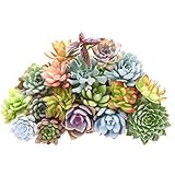 多肉植物 種 有機種子 ハスの種 アロエの種 無農薬栽培 人気 (多肉植物1袋)