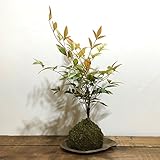 苔玉 南天の苔玉