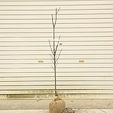 上質な実山椒！　庭木：朝倉サンショウ（さんしょう）*