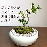 冬は落葉してます。年に数回可憐な花が楽しめます【白長寿梅（しろちょうじゅばい）の盆栽（万古焼白鉢）白花 チョウジュバイ 草木瓜 ぼけ ボケ 木瓜