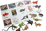 Montessori Pet Animal Match - Miniature Pet Animal Toy Figurines with Matching Cards - 2 Part Cards.