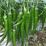 Chili Green Hot - Hot Pepper Green Hot - 10 seeds