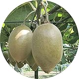 キウイ 苗木 東京ゴールド (黄実メス) (PVP) 15cmポット苗 キウイ 苗 キウイフルーツ