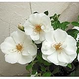 フラワーカーペットローズ：ホワイト3.5号ポット[世界のベストセラー！グランドカバーローズ] ノーブランド品