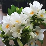 デンドロビウム フォーミディブル 白色の上品な蘭の花 お祝い花・誕生日プレゼント、退職などの花ギフトや母の日プレゼントに