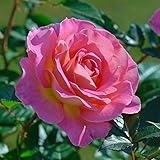 デルバールローズ：ピンク・パラダイス新苗4号鉢植え ノーブランド品