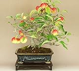 リンゴ/林檎 -紅乙女- 貴風盆栽（いよじ園）