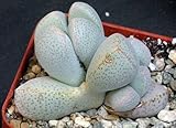 Dinteranthus puberulus - succulent - 10 seeds