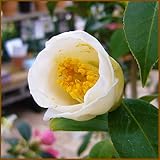 椿（ツバキ）の苗木　白西王母