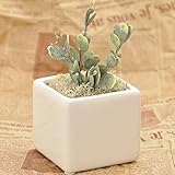 プリザーブドフラワー 花花 観葉植物 枯れない お花 お祝い プチギフト プレゼント 【 メッセージカード / ラッピング 無料 】( グニ ユーカリ )