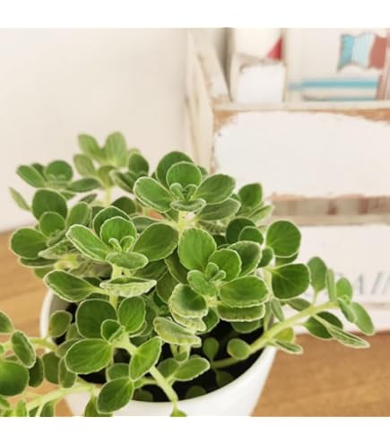 Amazon.co.jp: 【華みやび】 アロマティカス 9cmポット分 抜き苗