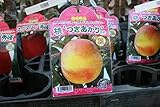 【果樹苗】【接木】　桃　つきあかり　一年生　【送料込価格】