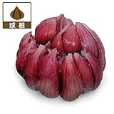 ニンニク：赤丸にんにく（大島赤丸）10片入り 2袋セット[野菜の球根・植え時8～10月] ノーブランド品