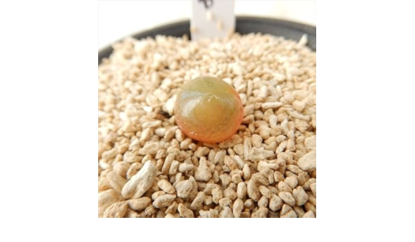 Amazon Abコノフィツム ブルゲリ 現品販売 02 18 多肉植物 2 5号ポット メセン 観葉植物 オンライン通販