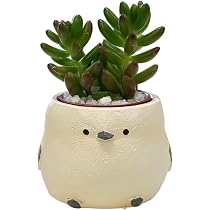 Amazon｜花のギフト社 多肉植物 インテリア 観葉植物 ギフト