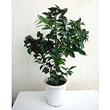 シークワーサー（ヒラミレモン）8号鉢植え[柑橘・かんきつ類苗木] ノーブランド品