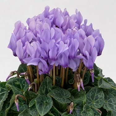 Amazon.co.jp 最新リリース: 花の種 の新着ランキングです。