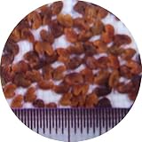 【種 5kg】 レンゲ 景観緑肥 れんげ 蓮花 [播種期：9～10月] 雪印種苗 米S代不