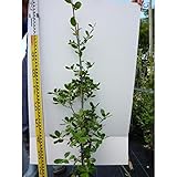 【5本セット】 ウバメガシ 樹高1.0m前後 15cmポット 生垣 うばめがし 苗木 植木 苗 庭木 生け垣