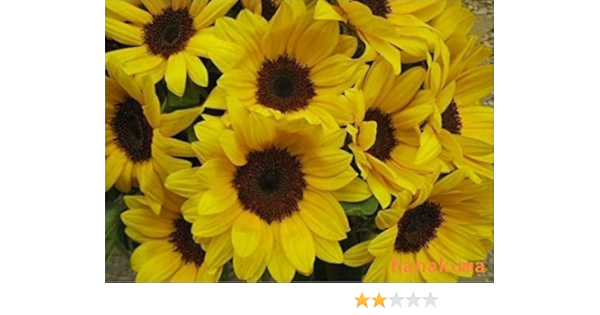 Amazon フラワーギフト ヒマワリ本の花束 お誕生日お祝 記念日などに 花束 オンライン通販