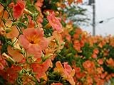 【6か月枯れ保証】【つる性】ノウゼンカズラ/オレンジ花　0.1m