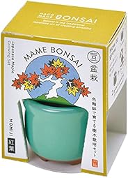 聖新陶芸 春/秋の 手のひら庭園 まめ盆栽 盆栽キット ミニ 栽培キット ゆったり育てる 紅葉 簡単 栽培セット (自由研究) 鉢の径約4cm ミニ HACO MAME 父の日 母の日 プレゼント 誕生日 GD-9650