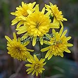 ツワブキ：八重咲ツワブキ3.5号ポット ノーブランド品