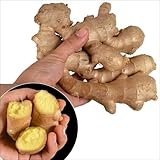 国華園　種ショウガ　黄金ショウガ　1kg【※発送が国華園からの場合のみ正規品です】