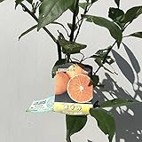 みかん 苗木 あすみ(PVP) 15cmポット苗 ミカン 苗 蜜柑