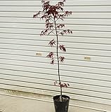 赤い葉のモミジの代表種！庭木：野村もみじ （猩々野村）　樹高:約100cm　全高：約120ｃｍ