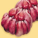 国華園　ニンニク種球　赤にんにくR(山口県産)　10片【※発送が国華園からの場合のみ正規品です】