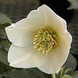 一重咲き・中輪 スノーホワイト 9cmポット2017年秋の新苗 花苗 ガーデニング 寄せ植え