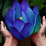 Flower seeds Blue Lotus Seeds Aquatic plants Water Plants Midnight Blue Lotus 10pcs AA 1