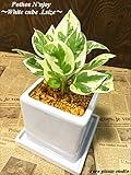ポトス・エンジョイ / ホワイトキューブポット / Pothos N'joy / White Cube Pot / イテリア観葉植物/鉢植え