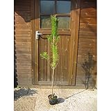 アカマツ　樹高1.2m前後