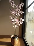 御殿場桜鉢植え
