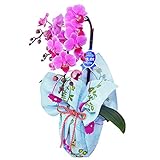 特選ミディ胡蝶蘭 1本立ち ピンク系 4号陶器鉢 風呂敷ラッピング echino(エチノ) 綿小風呂敷 約50cm 「climbing planet…ツル草」