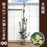 月桂樹 2.0～2.4m程度（根鉢含まず）
