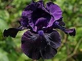 国華園　ジャーマンアイリス　ブラックアウト　1株【※発送が国華園からの場合のみ正規品です】