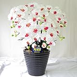 お祝い 花 開店祝い 開業祝 ギフト プレゼント 胡蝶蘭 光触媒 サンモクスイ (白赤)