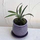 [ギフトに]万年青 （おもと）：群雀　ステララウンド紫S・受け皿付き[新居祝いに！]