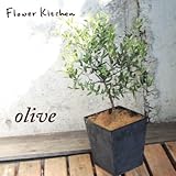 オリーブ 5号鉢 ＋ ブリキブラックスクエアカバー付き ヤシ繊維付き