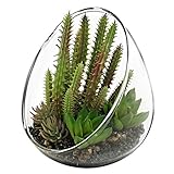 MyGift Small人工サボテン植物with Slantedクリアガラステラリウム花瓶