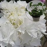 あじさい苗　【グレイス苗木】　5号鉢　あじさい　アジサイ　紫陽花　花鉢植え　花
