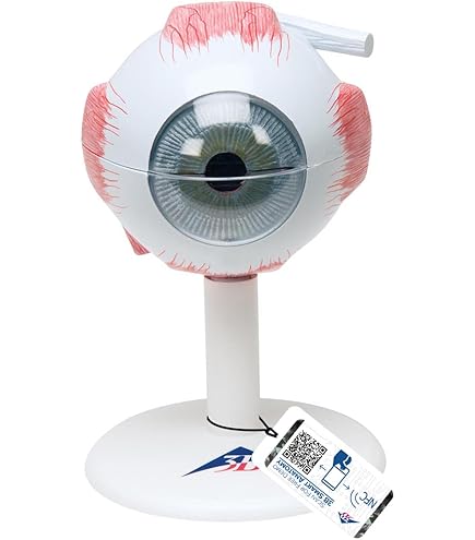 Amazon.co.jp: 眼球モデル 人間 眼球 模型 視神経 ショー角膜